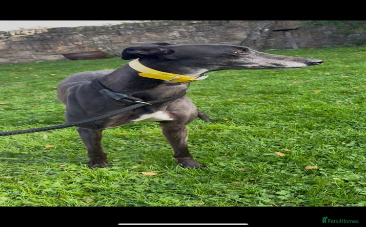 Greyhound dogs - Advert 8