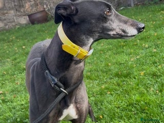 Greyhound dogs - Advert 1