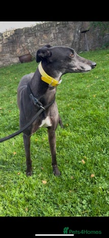 Greyhound dogs - Advert 1