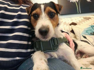 Mixed Breed dogs JUDE - Advert 1