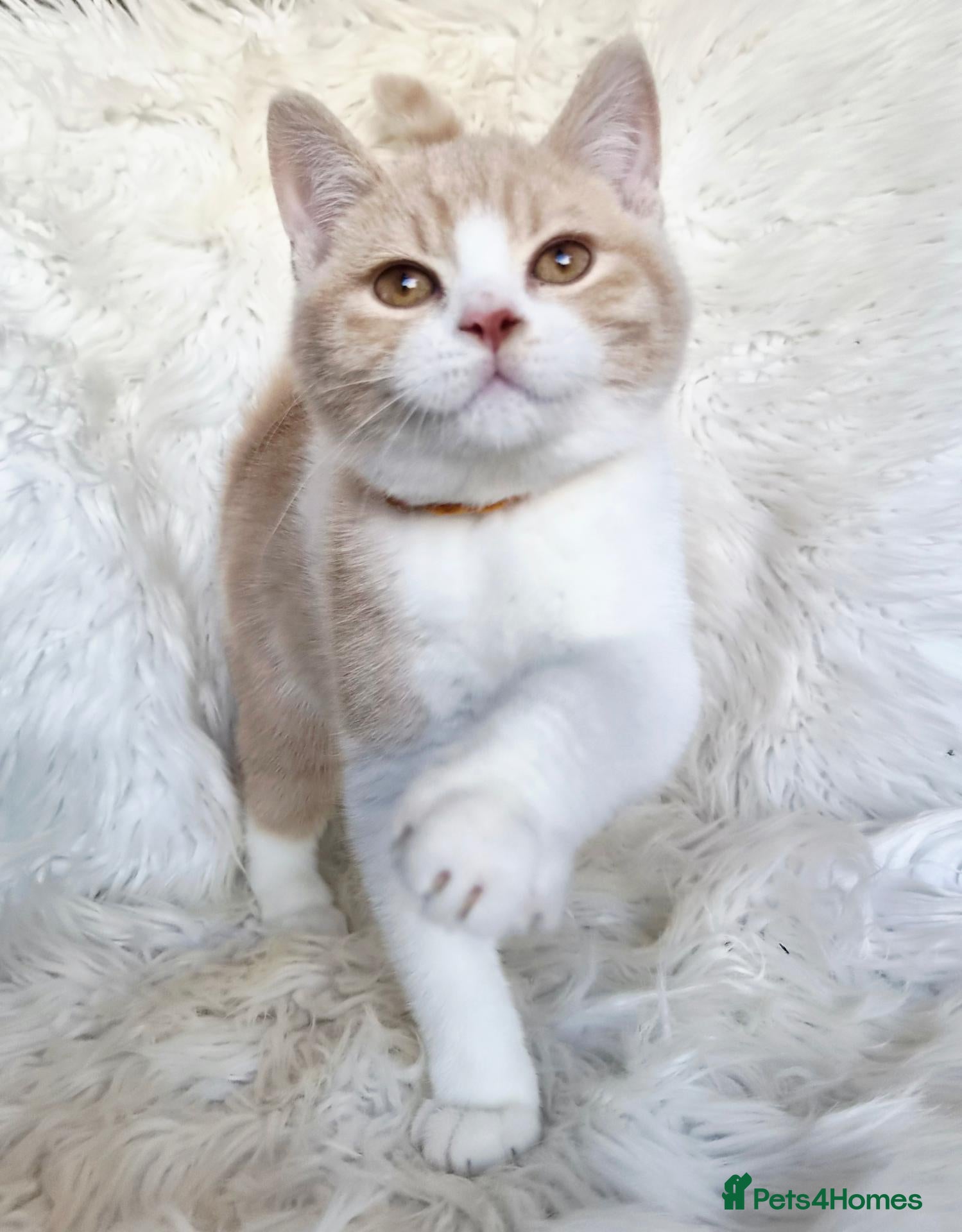 British Shorthair cats Gorgeous British shorthair kittens  - Advert 8