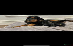 Cocker Spaniel dogs for sale: BEAUTIFUL SHOW TYPE COCKER SPANIELS  - Image 15