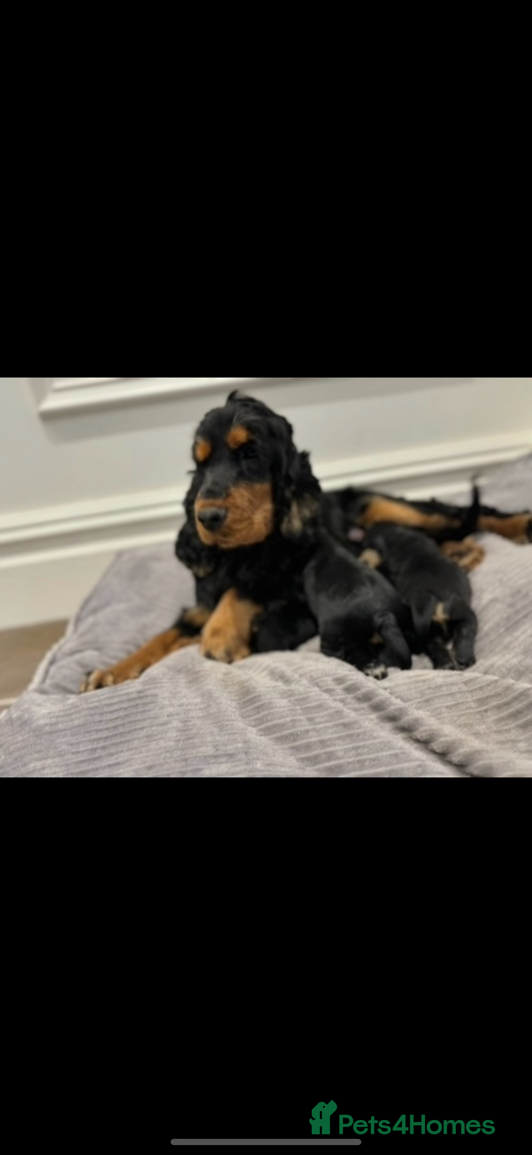 Cocker Spaniel dogs for sale: BEAUTIFUL SHOW TYPE COCKER SPANIELS  - Image 15