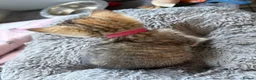 Mixed Breed cats for sale: Stunning Tabby kittens - Advert 7