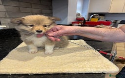 Shetland Sheepdog dogs for sale: Shetland sheepdog puppies - Image 2