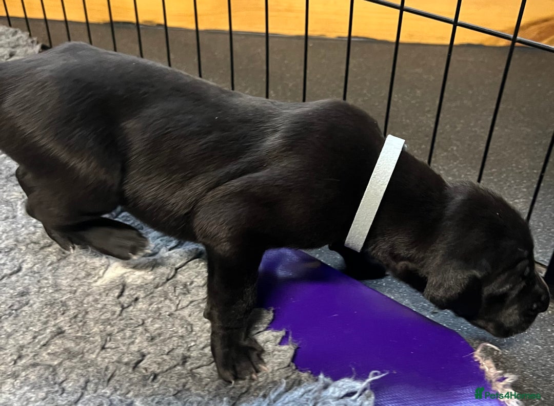 Great Dane dogs for sale: Great Dane pups our own 4th Generation  - Image 11