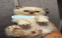 British Shorthair cats for sale: Colourpoint/tortie British shorthair kittens  - Advert 9
