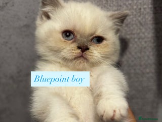 British Shorthair cats Colourpoint/tortie British shorthair kittens - Advert 4