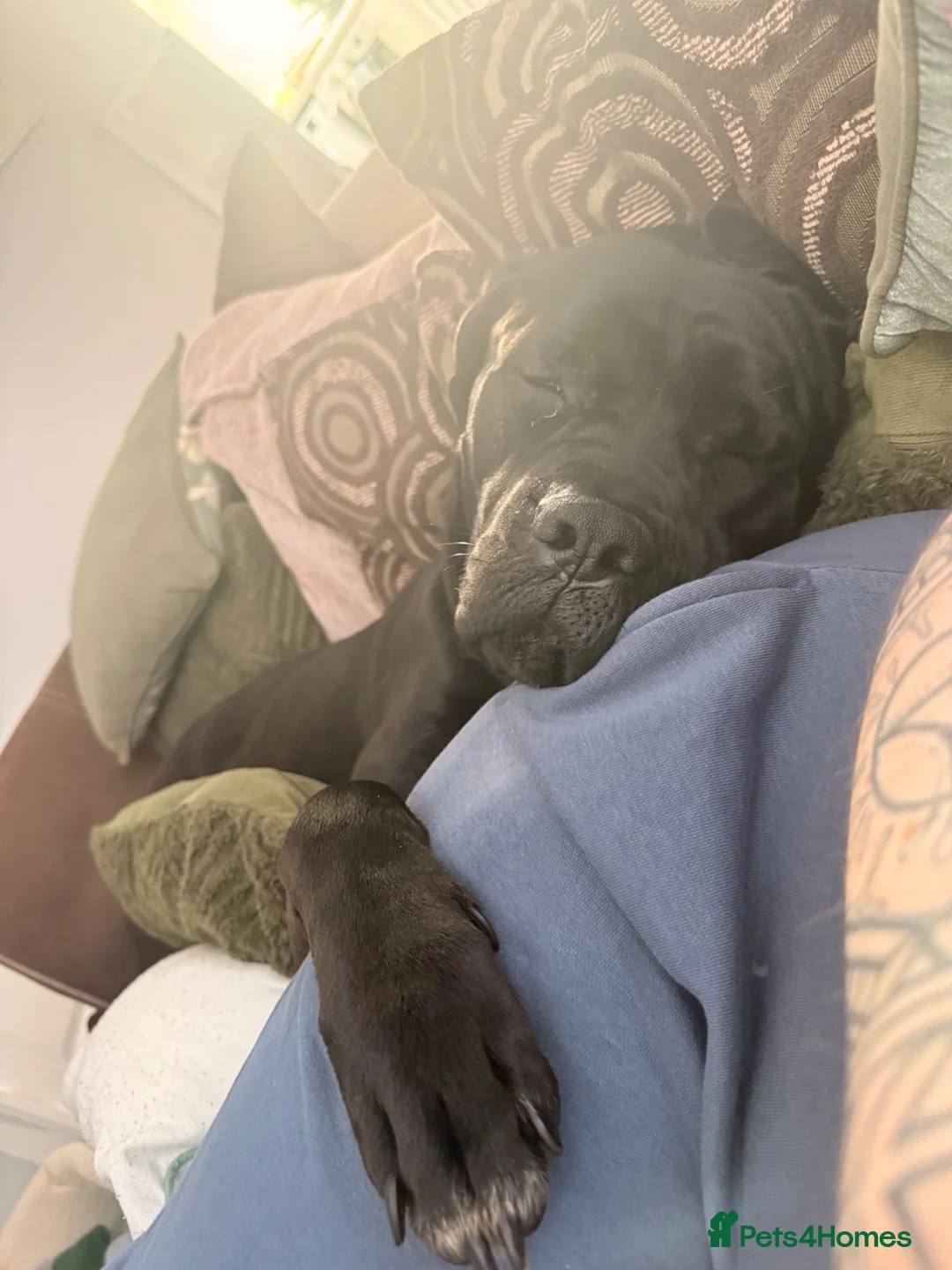 Mixed Breed dogs for sale: home needed for 21m old cane Corso/presa mix - Advert 2