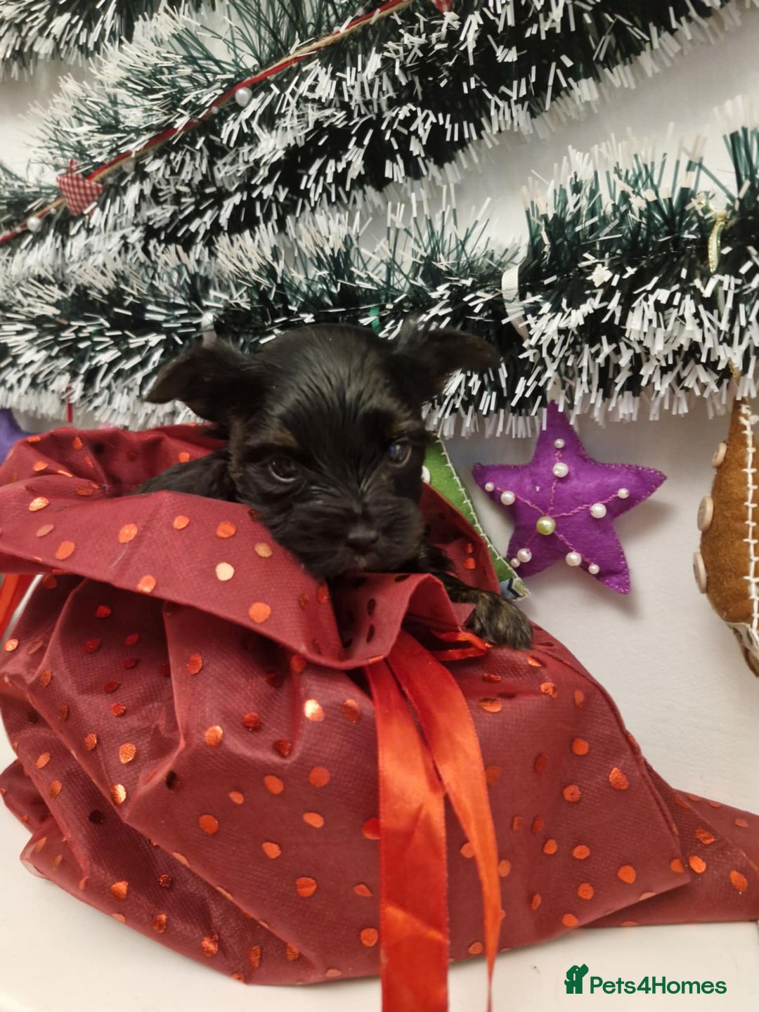 Yorkshire Terrier dogs for sale: York terrier pupyy  - Advert 7