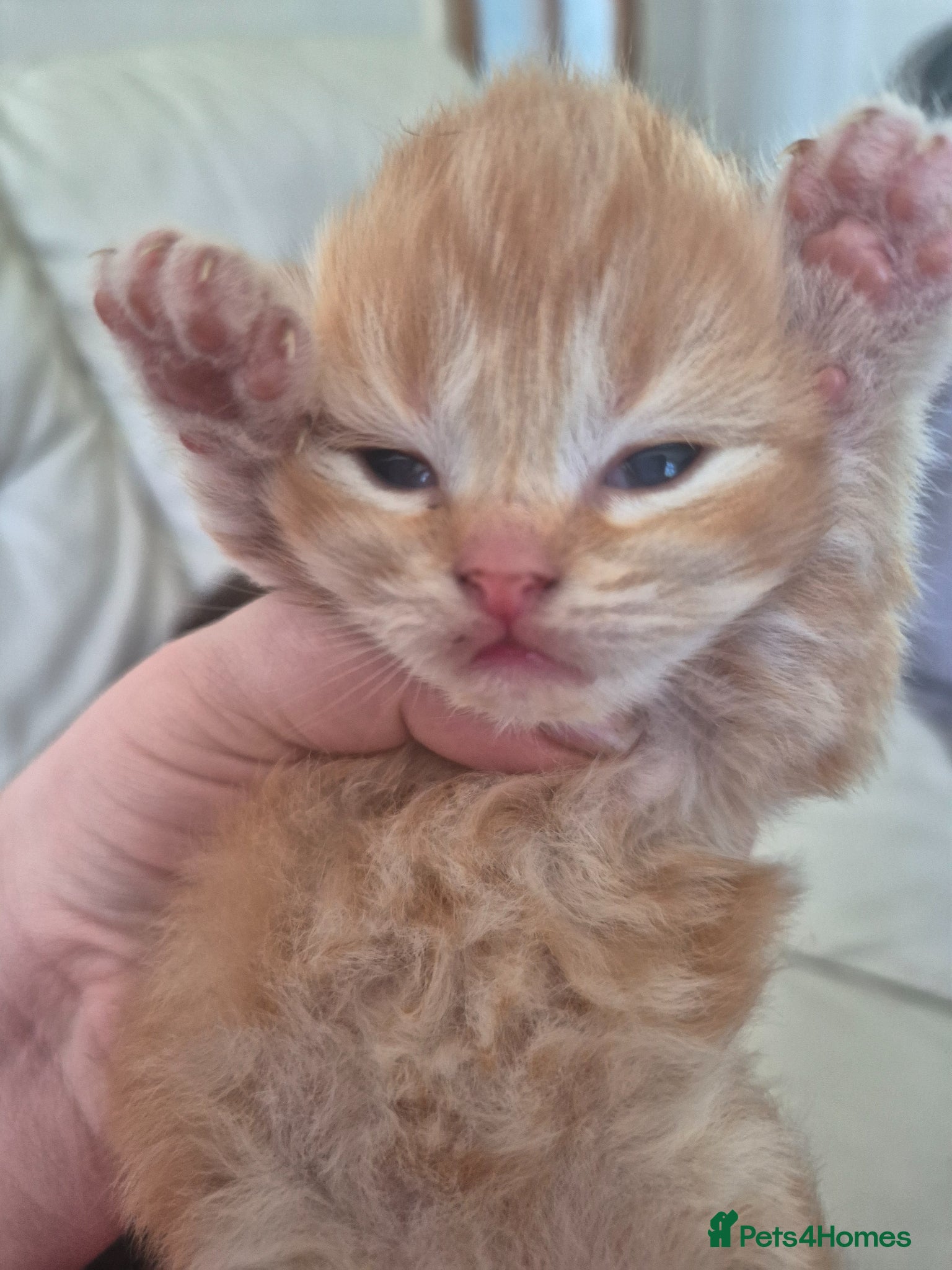 Mixed Breed cats Male tabby/persian kitten  - Advert 1