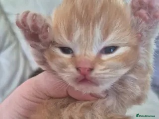 Mixed Breed cats Male tabby/persian kitten - Advert 1