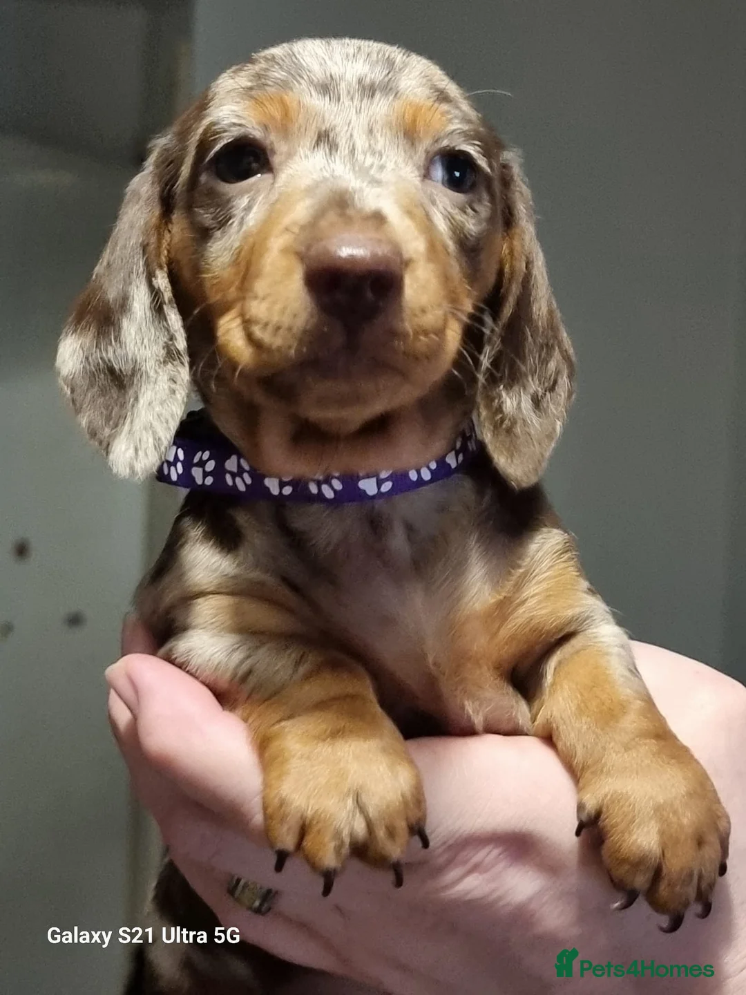 Miniature Dachshund dogs for sale: Miniature dachshund  - Advert 5