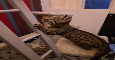 Bengal cats in Woking - Advert 5