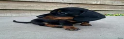 Miniature Dachshund dogs for sale: Miniature Dachshund Smooth Hair Girl KC PRA Clear - Advert 3