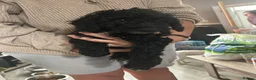 Cockapoo dogs for sale: Cockapoo puppies - Advert 8