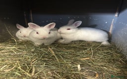 Netherland Dwarf rabbits for sale: Rabbits for sale  - Image 5
