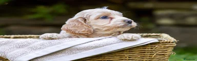 Cockapoo 3
