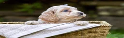 Cockapoo dogs for sale: 7 Beautiful F1 Cockapoo’s  - Advert 8
