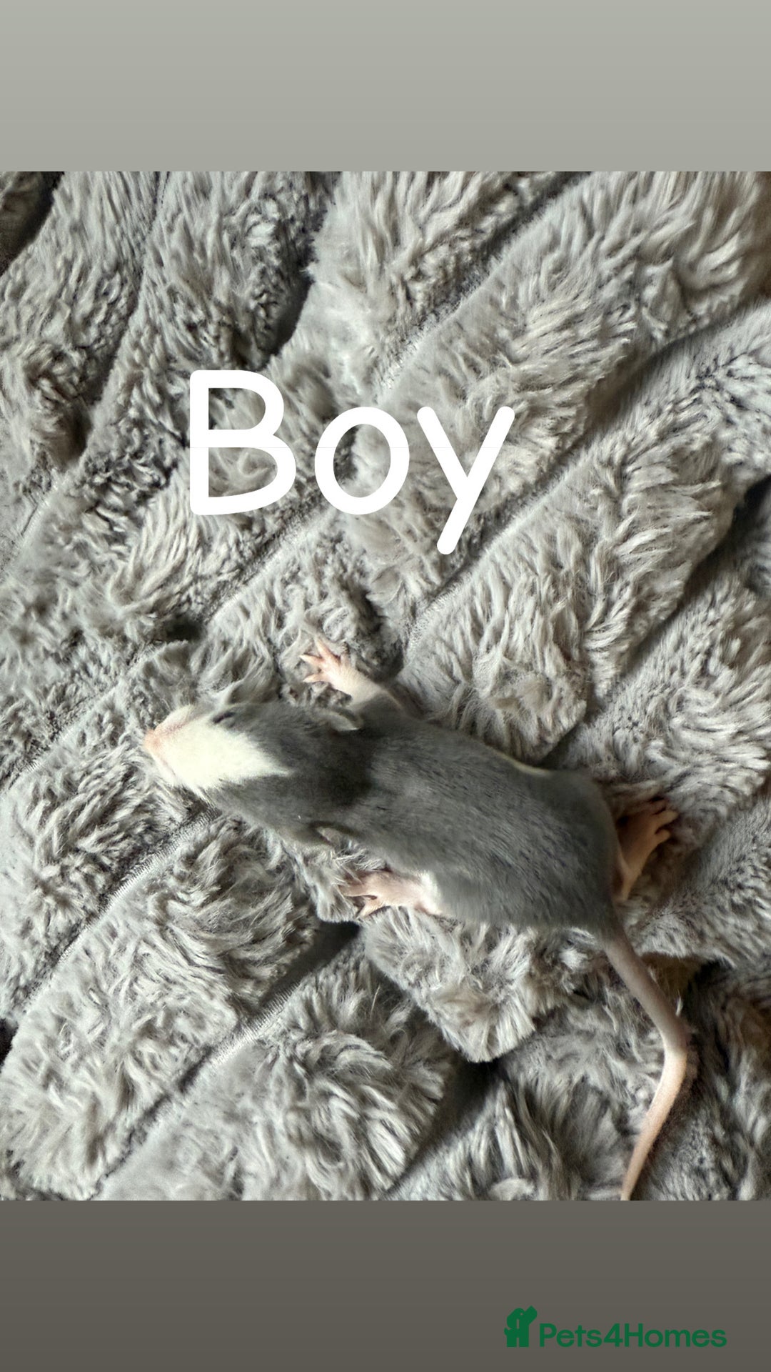 Rat rodents for sale: Baby rats mixed  - Advert 6