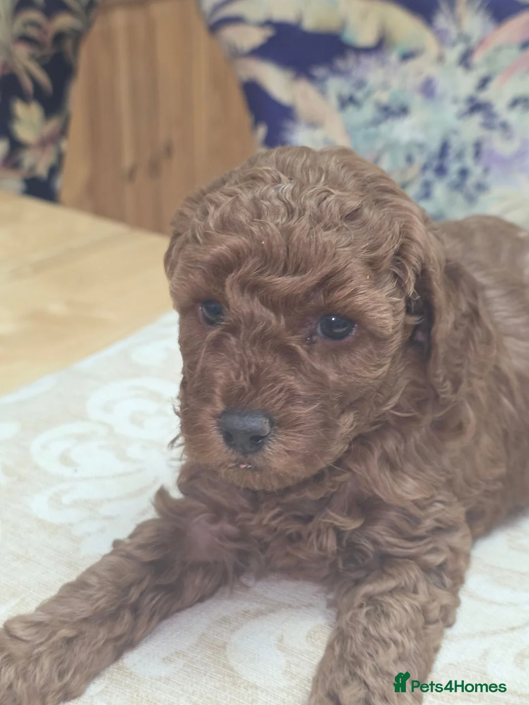 Toy Poodle dogs for sale: Look at our lovely litter of Toy Poodles  - Advert 2
