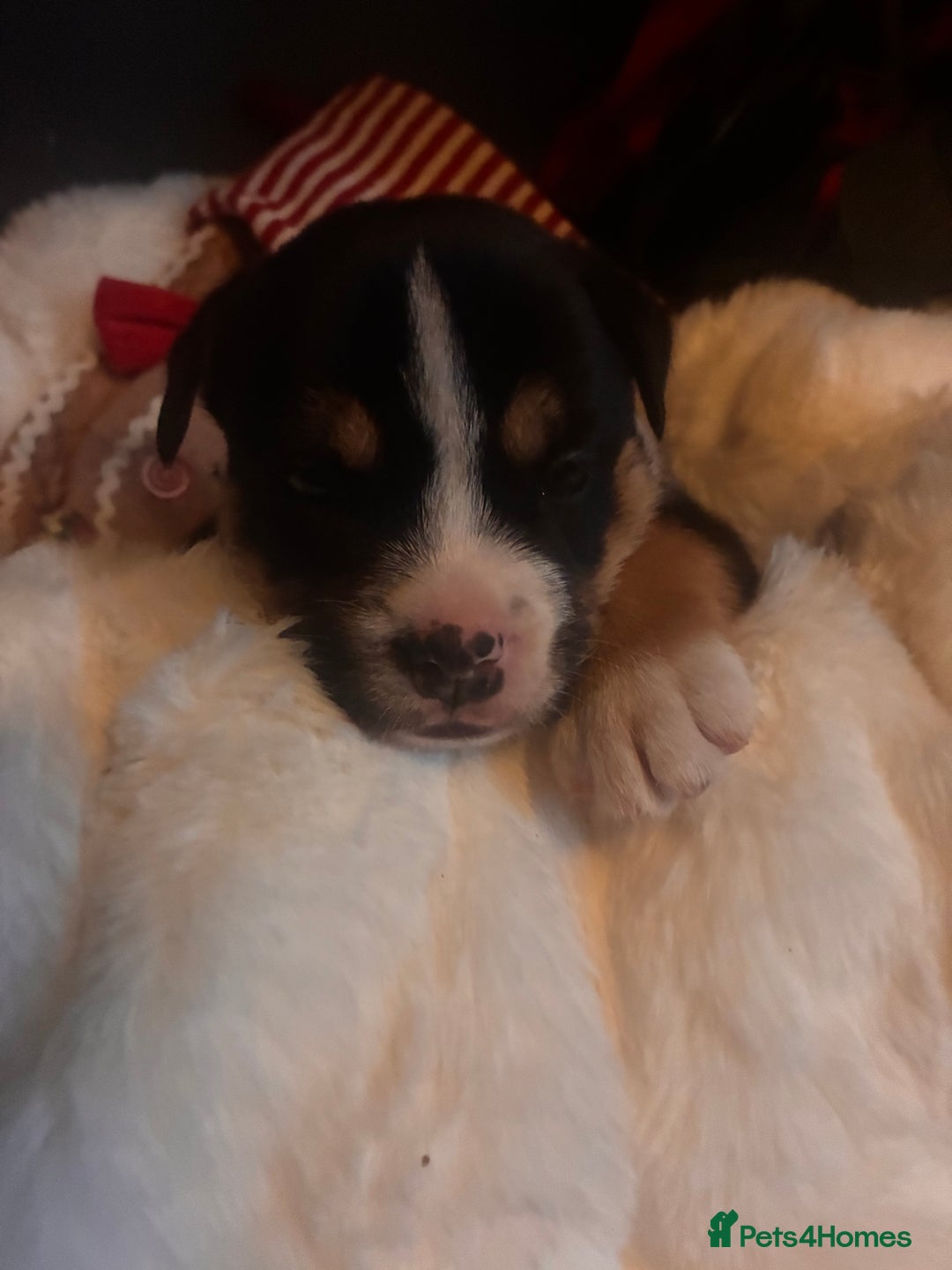 Mixed Breed dogs for sale: Bullimute - Advert 10