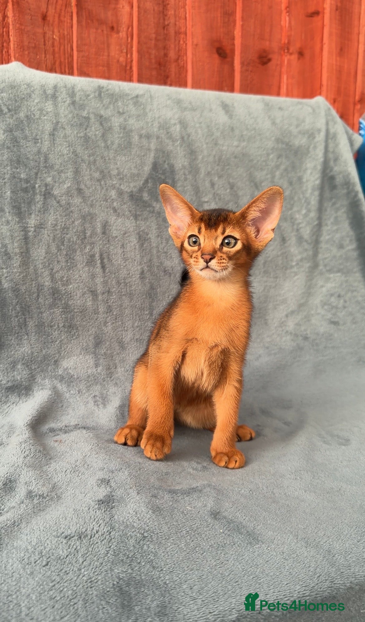 Abyssinian cats Beautiful GCCF Registered Abyssinian Kittens 💙❤️ - Advert 1