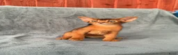 Abyssinian cats for sale: Beautiful Fawn Abyssinian Girl 🤍❤️ GCCF  - Advert 15