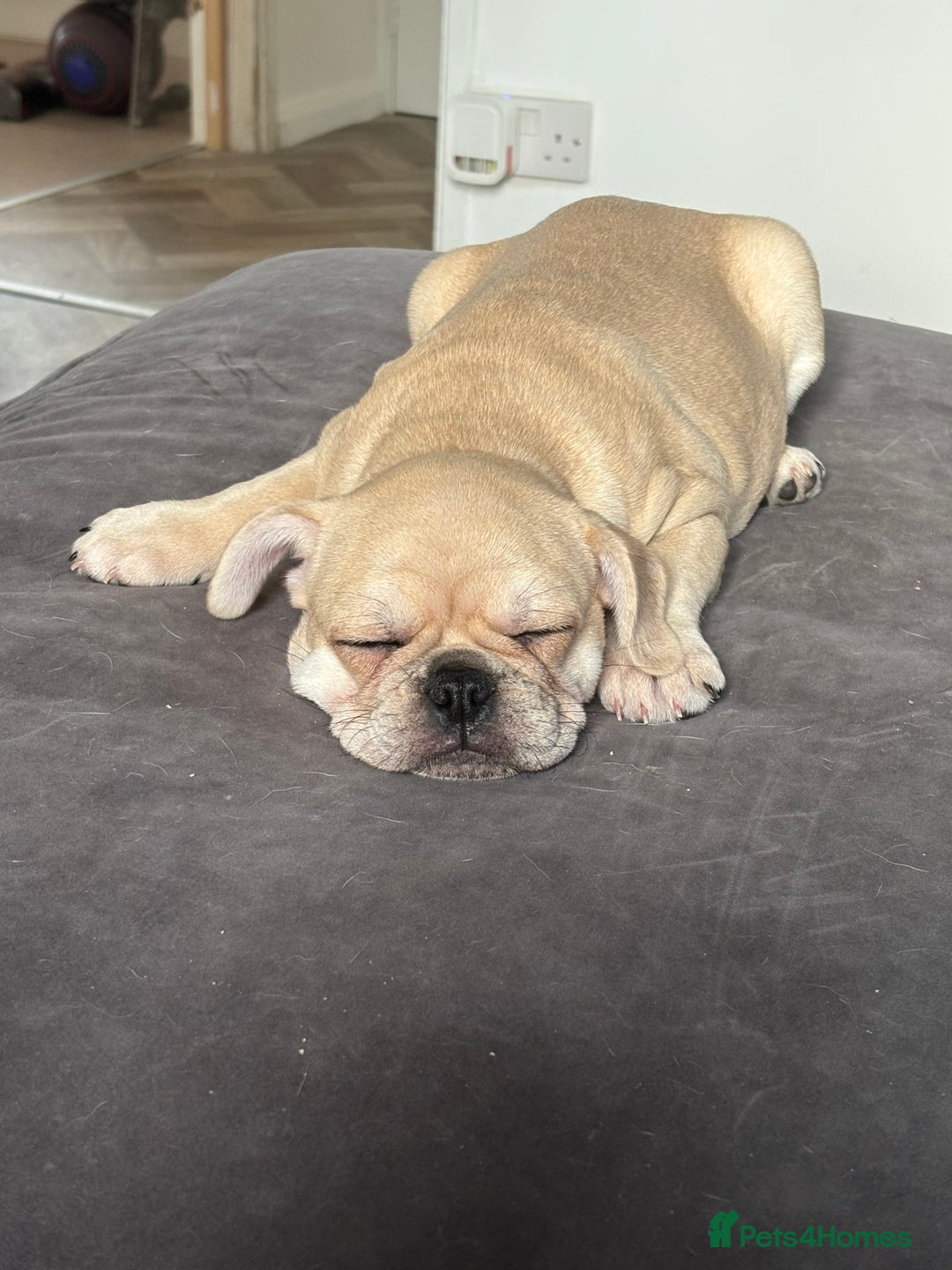 Frug dogs for sale: Girl frug ready to go to her forever home - Image 27