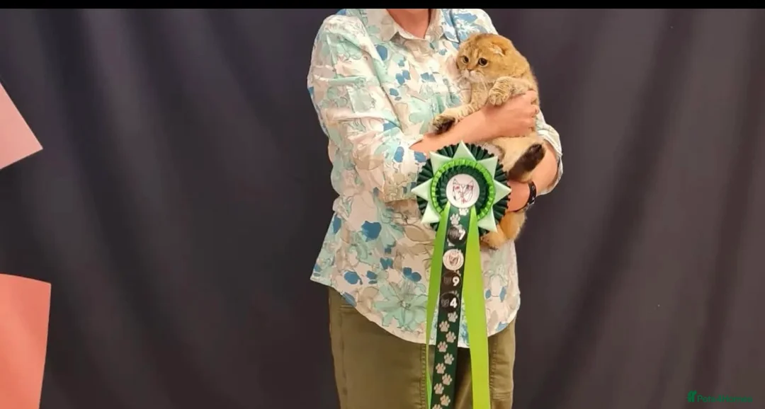 Scottish Fold cats for sale: Long haired Scottish Fold - Advert 5