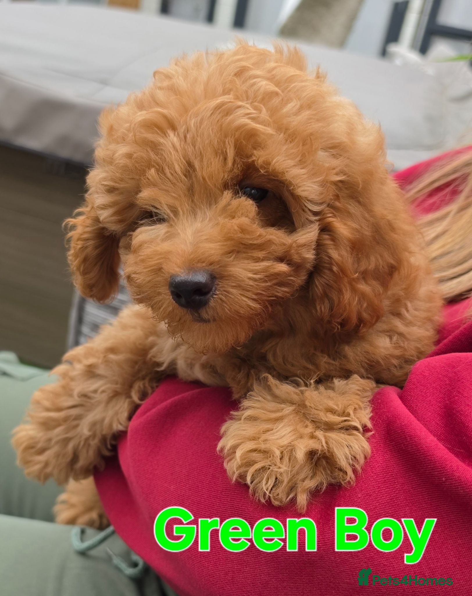 Maltipoo dogs 🐶only 3 boys left🐶 Ready to leave🐶 - Advert 5