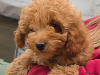 Maltipoo dogs 🐶only 3 boys left🐶 Ready to leave🐶 - Advert 5
