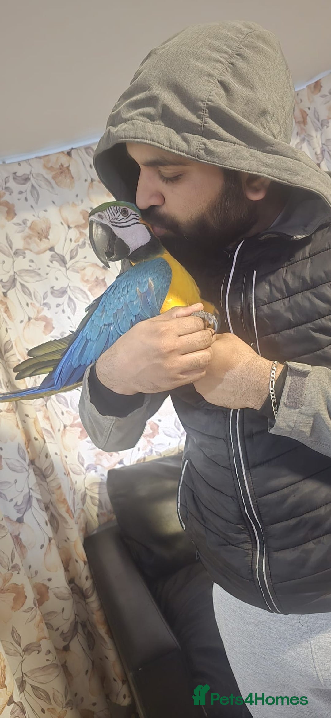 Macaws birds for sale: Blue maccaw parrot for sale (male) - Advert 7