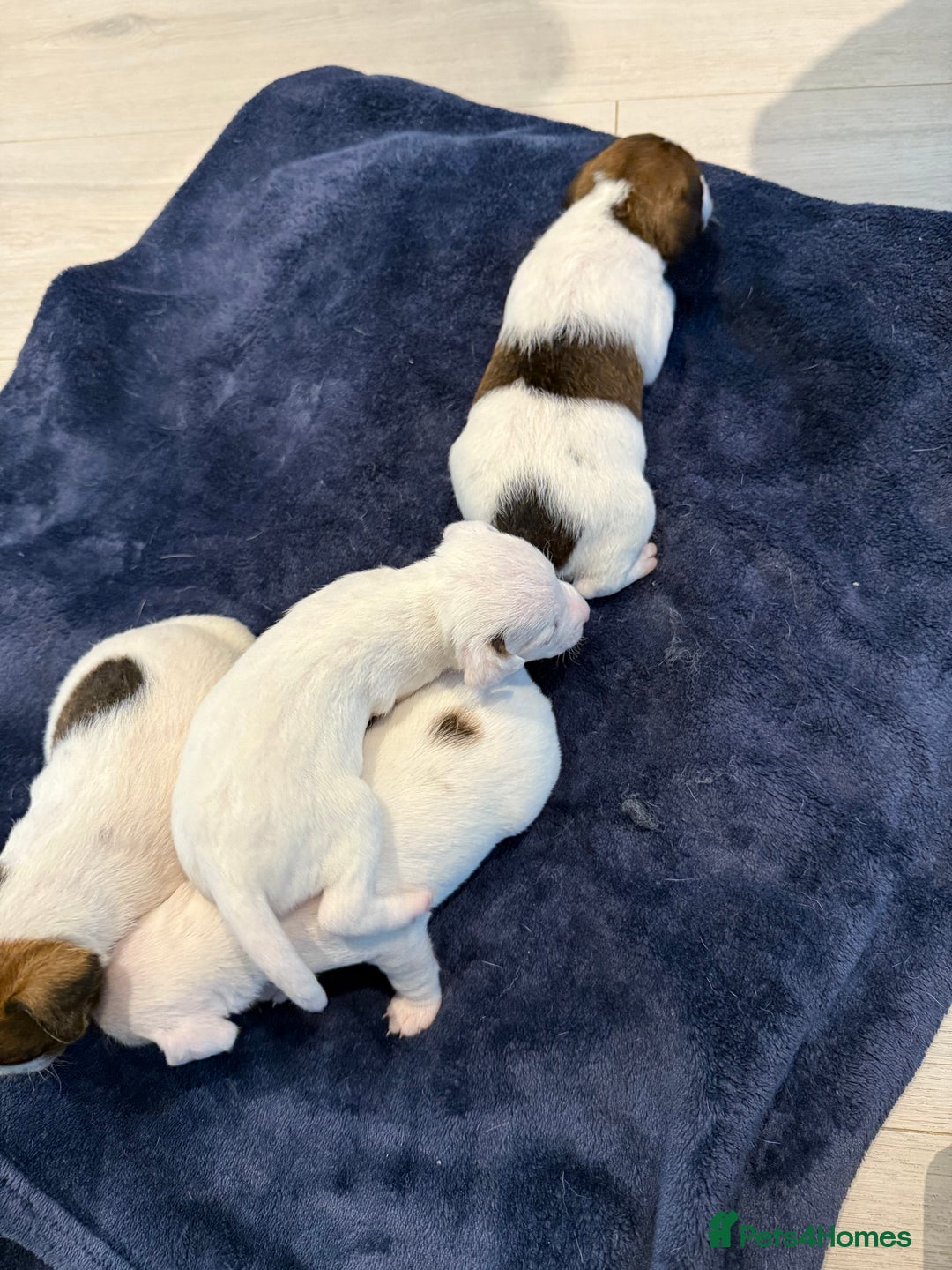Parson Russell dogs for sale: 3 Male Parson Jack Russell’s for sale  - Image 4