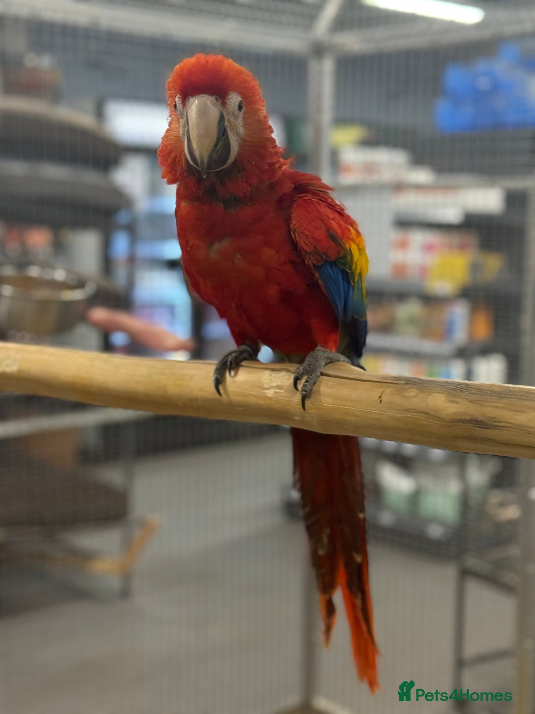 Macaws birds for sale: Vibrant handreared baby Scarlet Macaw  - Advert 5