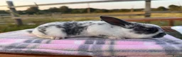 Rex rabbits for sale: Baby Pedigree mini Rex - vaccinated  - Advert 5
