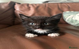 Ragdoll cats for sale: Beautiful Ragdoll mixed kittens for sale - Image 6