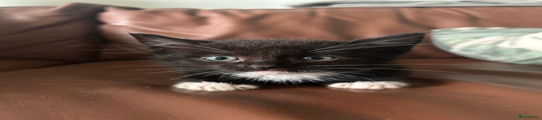Ragdoll Kitten 2