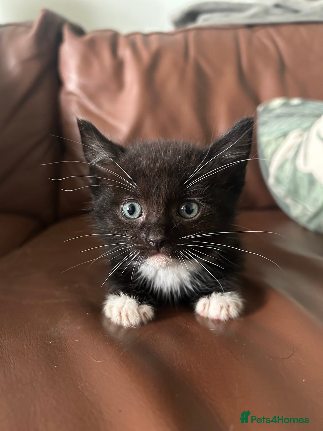 Ragdoll cats for sale: Beautiful Ragdoll mixed kittens for sale - Image 6