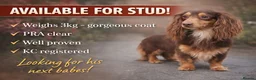 Miniature Dachshund dogs for stud: HASH BROWN ! Smallest long hair stud  - Advert 1