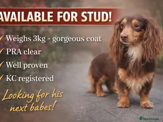 Miniature Dachshund dogs HASH BROWN ! Smallest long hair stud - Advert 10