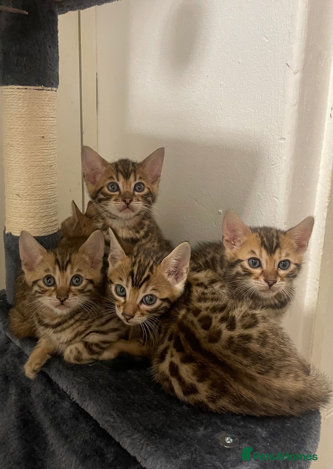 Bengal cats for sale: Bengal kittens - Advert 2