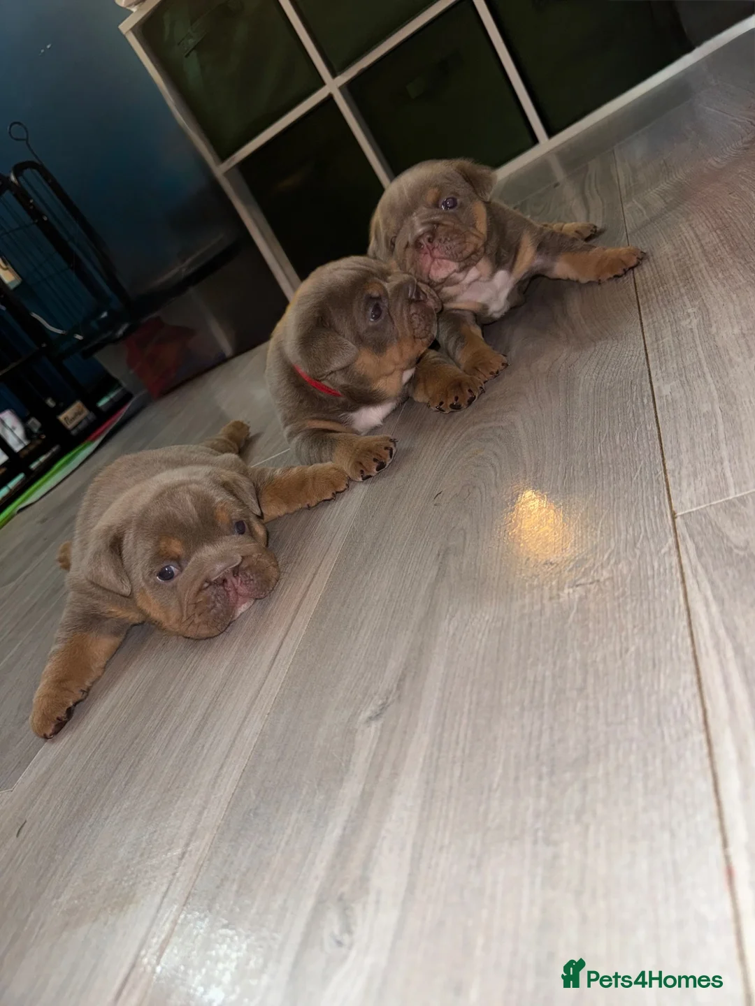 English Bulldog dogs for sale: Lilac English bulldog puppies in Crewe - Advert 10