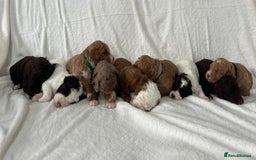 Goldendoodle dogs for sale: Beautiful litter of Goldendoodles  - Image 3