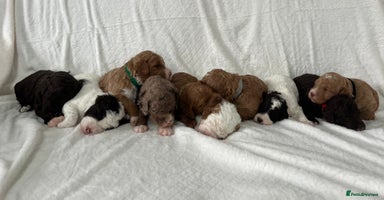 Goldendoodle dogs - Advert 4