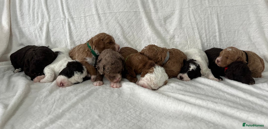 Goldendoodle dogs for sale: Beautiful litter of Goldendoodles  - Image 3