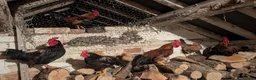 Chickens poultry for sale: Bantam Cockerels Free to Good Homes - Advert 2