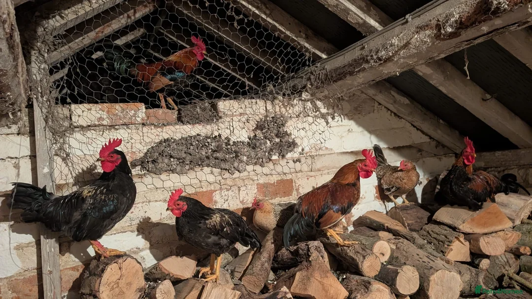 Chickens poultry for sale: Bantam Cockerels Free to Good Homes - Advert 2