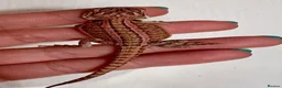 Bearded Dragon reptiles for sale: 🦎 beautiful G stripped dragons 🐉  - Advert 8