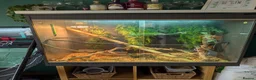 Chameleon reptiles for sale: Male & Female chameleons plus set up in Kettering - Advert 3